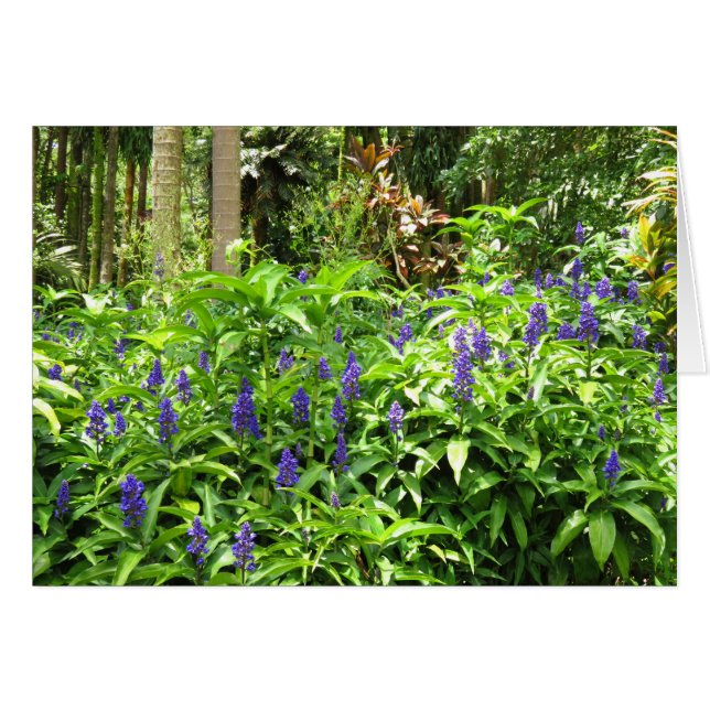 Blue Ginger (Vorderseite (Horizontal))