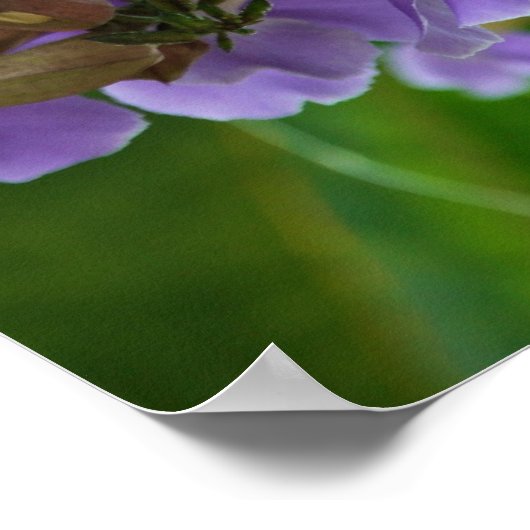 Blue Ginger Poster (Ecke)