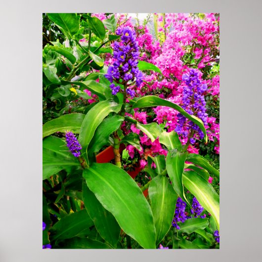 Blue Ginger und Bougainvillea Poster (Vorne)