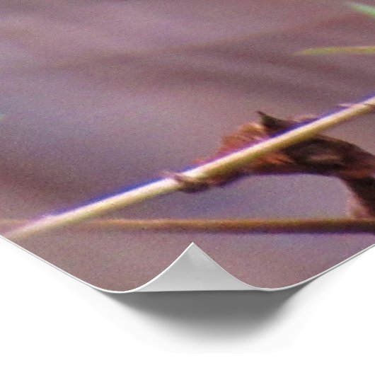 Blue Gnatcatcher Backyard Bird Poster (Ecke)