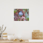 Blue Gnatcatcher Backyard Bird Poster (Küche)