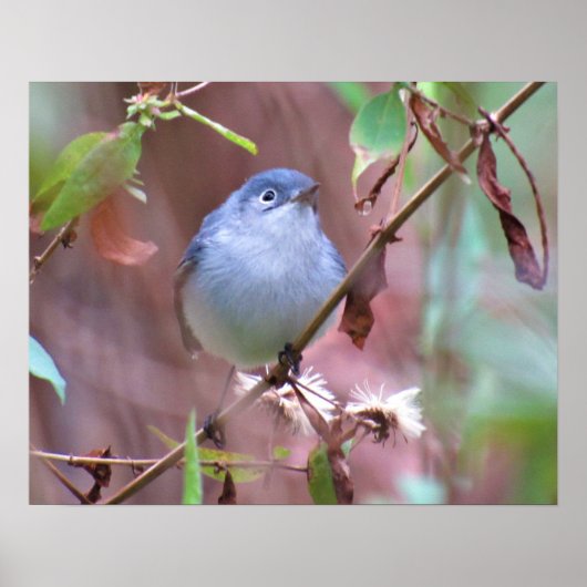 Blue Gnatcatcher Backyard Bird Poster (Vorne)