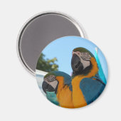Blue & Gold Macaw Magnet (Vorderseite/Rückseite)