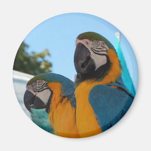 Blue & Gold Macaw Magnet (Vorne)