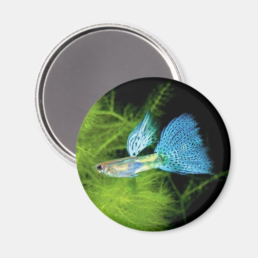 Blue Grass Guppy Magnet (Vorderseite/Rückseite)