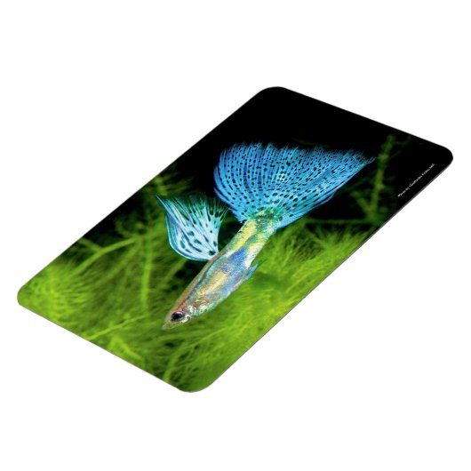 Blue Grass Guppy Magnet (Linke Seite)