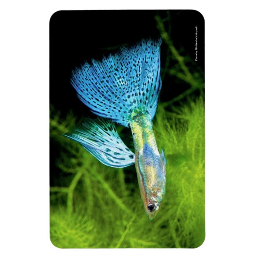 Blue Grass Guppy Magnet (Vertikal)