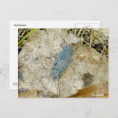 Blue Grasshopper Postkarte (Vorne/Hinten)