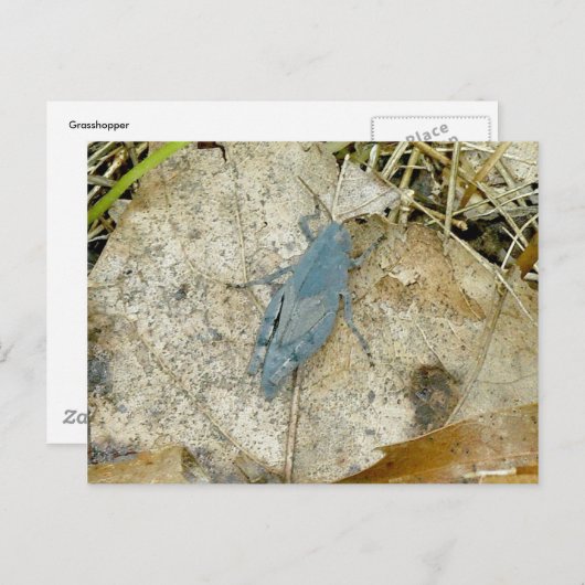 Blue Grasshopper Postkarte (Vorne/Hinten)