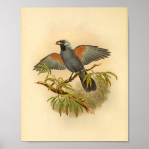 Blue Gray Campephaga Cuckoo Bird Vintag Print Poster