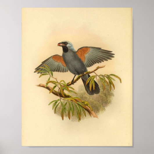 Blue Gray Campephaga Cuckoo Bird Vintag Print Poster (Vorne)