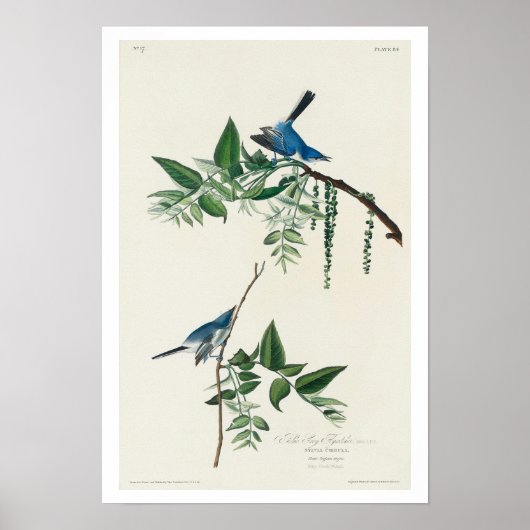 Blue-Gray Fly Catcher von Audubon Poster (Vorne)