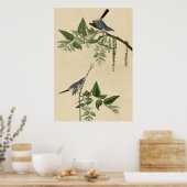 Blue Gray Flycatcher Poster (Küche)