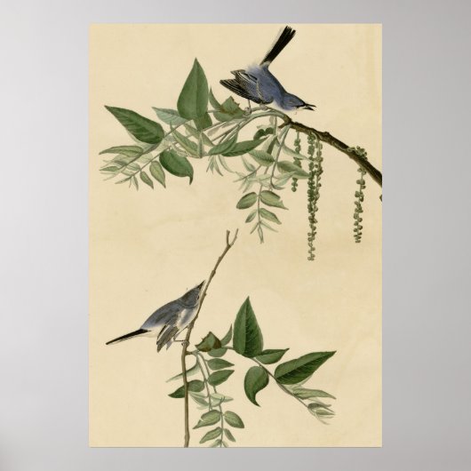 Blue Gray Flycatcher Poster (Vorne)