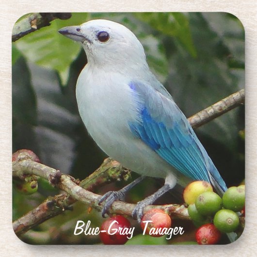 Blue-Gray Tanager Untersetzer (Vorderseite)