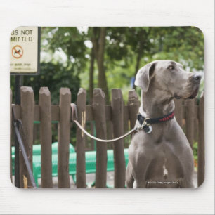Blue Great Dane und Mops Hunde an der Leine Mousepad