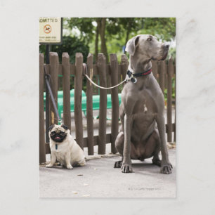 Blue Great Dane und Mops Hunde an der Leine Postkarte