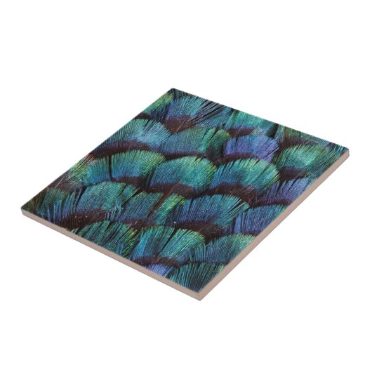 Blue-green pheasant feather design fliese (Seite)