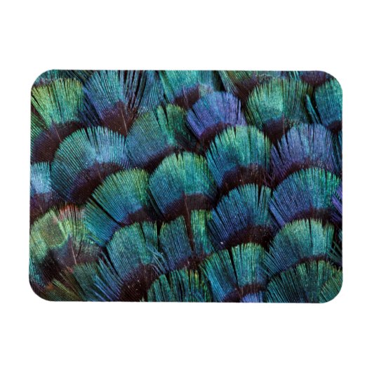 Blue-green pheasant feather design magnet (Horizontal)
