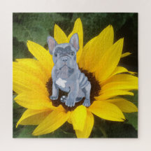 Blue Grey French Bulldog Puppy and Sunflower 