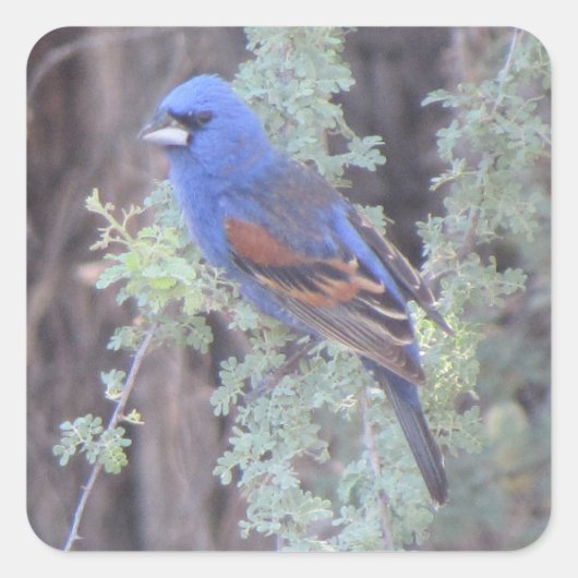 Blue Grosbeak Quadratischer Aufkleber (Vorderseite)