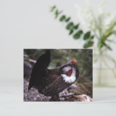 Blue Grouse Wildlife Series # 1 Postkarte (Stehend Vorderseite)