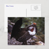 Blue Grouse Wildlife Series # 1 Postkarte (Vorne/Hinten)