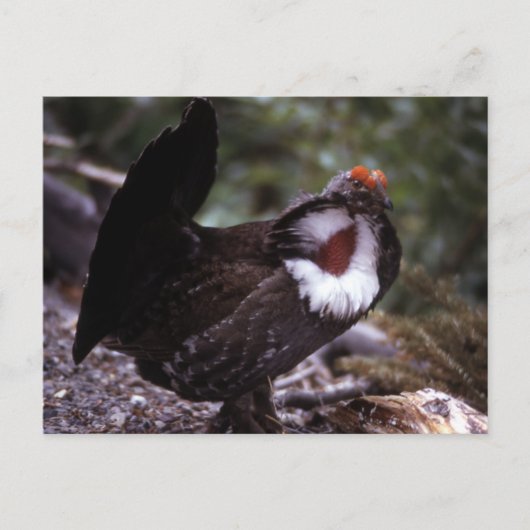 Blue Grouse Wildlife Series # 1 Postkarte (Vorderseite)