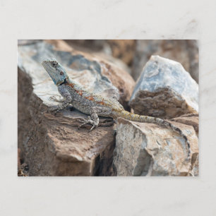 Blue headed Agama Postkarte
