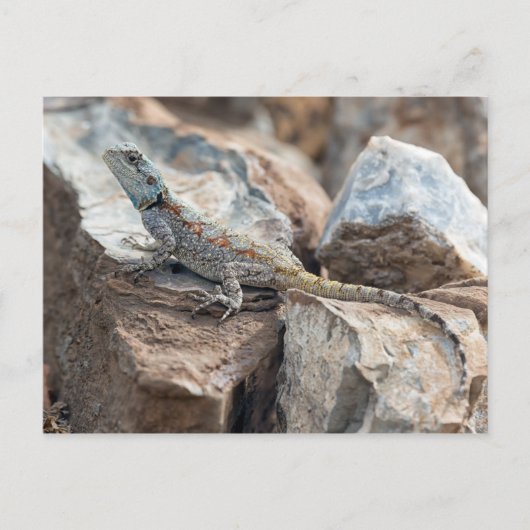 Blue headed Agama Postkarte (Vorderseite)