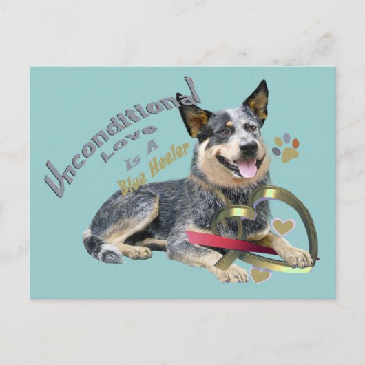 Blue Heeler bedingungslose Liebe Postkarte (Vorderseite)