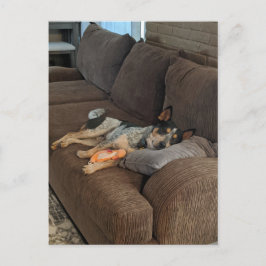 Blue Heeler Gewartet für Vater auf Come Zuhause Postkarte