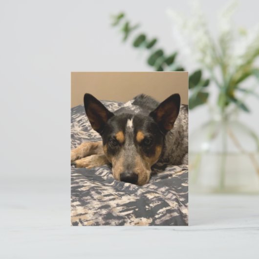 Blue Heeler Postkarte (Stehend Vorderseite)