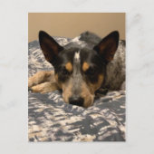 Blue Heeler Postkarte (Vorderseite)