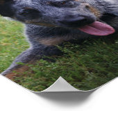 Blue Heeler Print Poster (Ecke)