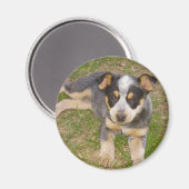 Blue Heeler Puppy Magnet (Vorderseite/Rückseite)