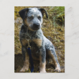 Blue Heeler Puppy Postkarte