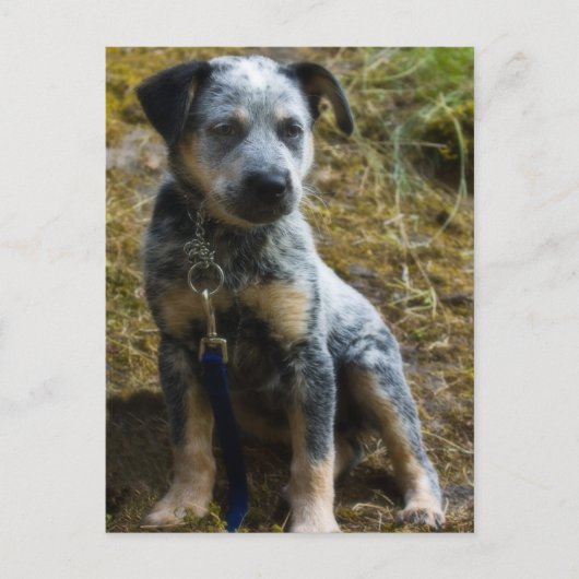 Blue Heeler Puppy Postkarte (Vorderseite)