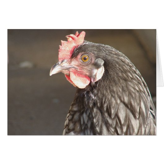 Blue Hen (Vorderseite (Horizontal))