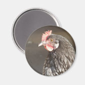 Blue Hen Magnet (Vorderseite/Rückseite)