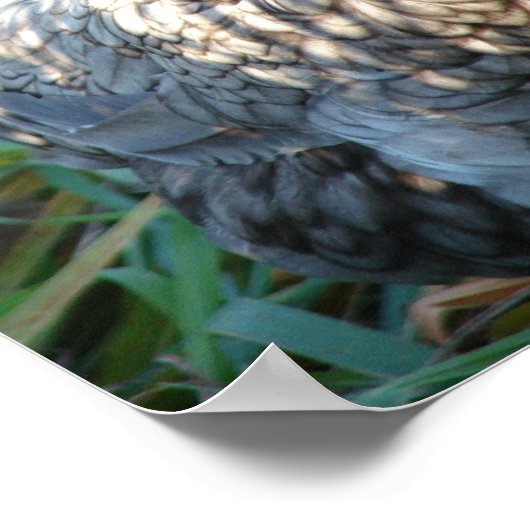 Blue Hen Poster (Ecke)