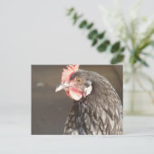 Blue Hen Postkarte (Stehend Vorderseite)