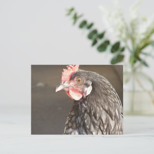 Blue Hen Postkarte (Stehend Vorderseite)