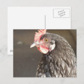 Blue Hen Postkarte (Vorne/Hinten)