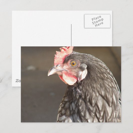 Blue Hen Postkarte (Vorne/Hinten)