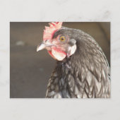 Blue Hen Postkarte (Vorderseite)