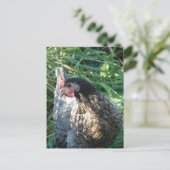 Blue Hen Postkarte (Stehend Vorderseite)