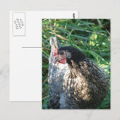Blue Hen Postkarte (Vorne/Hinten)