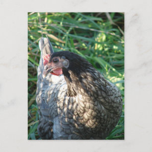 Blue Hen Postkarte