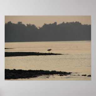 Blue Heron am Mississippi River bei Sunset Poster